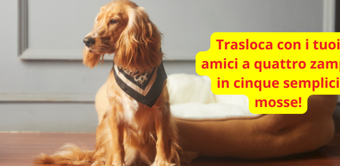 traslocare con gli animali domestici